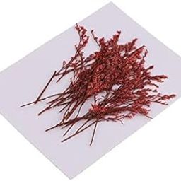 MERISHOPP®2x20 Pieces Dyed Red Limonium Real Dried Flower Pressed Dried Flower for Craft|Crafts | Home Arts & Crafts | Floral Crafts | Dried Botanicals & Potpourri-image-22