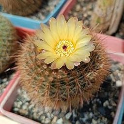 PASSION GARDEN PARODIA SCHLOSSERI (LIVE CACTUS PLANT)-image-53