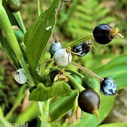 The Green Beach Live Real Live Vaijayanti White Flower Plant Mala For Gardening Garland Etc (Pack Of 1 Plant)-image-93