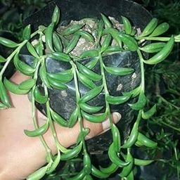 Senecio herreianus Dinter “String of bananas” Succulent Plant by Bhimtal Nursery-image-13