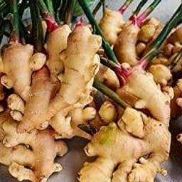 Ginger Adrak Outdoor Gardening Vegetable Plant Seeds (Pack Of 10-image-75