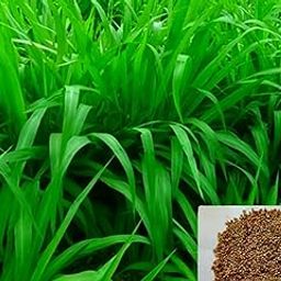 250g Bajra Napier Hybrid Grass Seeds – Fast-Growing, Protein-Rich Fodder Seeds for Dairy & Farm Use-picture-18