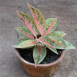 Live Plant Nursery NCR Plants Aglaonema widuri Aglaonema Red Peacock Plant-picture-18
