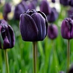 GrowZid Imported Tulip Perennial Flower Hybrid Quality Bulbs Easy to Grow Home Gardening Pack Of 5 Tulip Queen Of Night-image-85