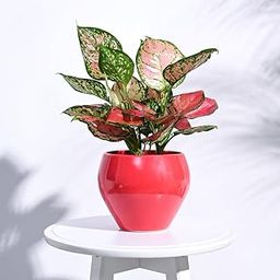 UGAOO Apple Ceramic Pot - Big (Red)-18