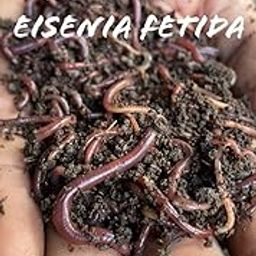 Dhara Organics Earthworm/Kechua 1500+ Live for Compost Making, Certified Red Worms, Vermiculture for Vermicomposting 5KG-image-3