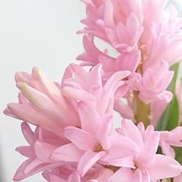 Siddhi Vinayak Gallery® Rajnigandha Double Flowering Fragrant Polianthes Tuberosa Flower Bulbs (Pink, 6 Bulbs)-image-41