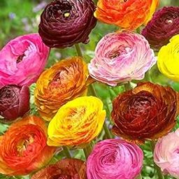 Gebdinsh Garden® Imported Holland Variety Peony Ranunculus Multicolor Flower Seeds | PACK OF 50 TO 60 SEEDS-image-54