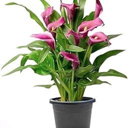Live Indoor peace lily plant,Air Purifying Plant, Four Seasons Variety, Single Potted Plant (Peace lily pink colour pack of 1 for indoor plant)-image-23