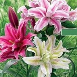 Ritz Farming� Imported Rare Variety Oriental Lily Lilium flower bulb For Home Gardening pack of 1 flower bulb-image-11