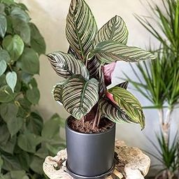 Live Plants for Indoor & Outdoor | Perfect for Balcony, Terrace & Living Room | Air-Purifying & Low Maintenance Plant (Calathea Ornata Pin-Stripe) (With pot pack of 1)-image-73