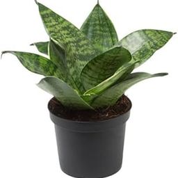 Kalfo Snake Plant Indoor Live Plant Air Purifier Plant Oxygen Plant Sansevieria Plant for Home Decoration Snake Plant Indoor Live Plant with Pot-image-39