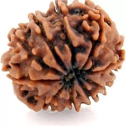 10 Mukhi Rudraksh Rudraksh Rudraksha Bead,Certified, Original Rudraksh Bead/Natural Rudraksha Bead (Brown) with Certificate and Puja Instructionsx90-image-78