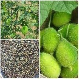 Spiny gourd seeds desi,100% germination (12 seeds)-image-77