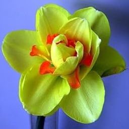 Radha Krishna Agriculture® Daffodils Holland Imported Flower Bulbs for Home and Gardening pack Of 5 Bulbs (LITE GREEN)-image-46