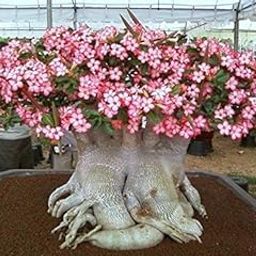 Indian Gardens - Adenium Arabicum big (live plant) (Set of 3)-image-58