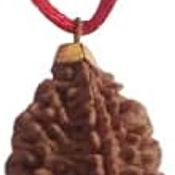 Two mukhi Kaju Rudraksha Certified/Original 2 Mukhi Rudraksh/Natural 2 faced Rudraksha (Brown) with Certificate and Puja Instructions-picture-17