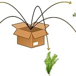 Aquatic Garden – Live Plant Combo (5 Species)-image-47