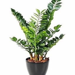 Bahan Traders Live ZZ Plant – Green Zamia Zamioculcas Zamiifolia 'Raven', Rare Exotic Air Purifier Succulent with 4" Pot for Indoor & Outdoor Use (Pack of 1, Multi Stem Sapling)-image-28