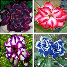 Adenium Live Plant Combo Pack Of-4-image-74