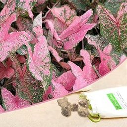Mphmi Seedless Plant Flower Bulbs Plants Caladium (Pink) - Bulbs (set of 10)-image-90