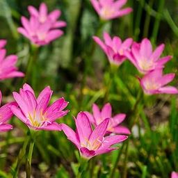 Live Green Rain Lily Flower Bulbs (Pink 10pcs)-image-82