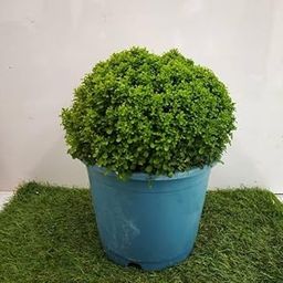 Air purifying plants for bedroom (Pack of 1)-image-89