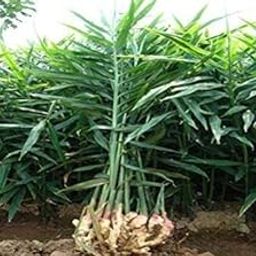 Samrthy baby Ginger Plant (5 Live Plant Bulb) a Rare Seed for Growing/Sowin-image-94