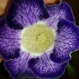 Siddhi Vinayak Gallery Imported Gloxinia Tuberous Double Mix Colours Flowers Bulbs For Home Garden (Pack of 2 Big Size Flowers Bulbs)-image-81