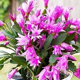 HariGuru Christmas Cactus Plant (PINK) Hybrid Height 6-12 Inch With Pot-image-86