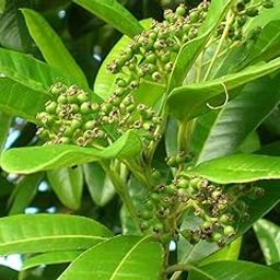 All Spice Plant/Sarvasugandhi/Jamaica pepper (Pimenta dioica) Flowering/Ornamental/Medicinal Meat Masala Live Plant-picture-32