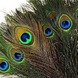 H B MSALA Peacock Mor Pankh Eye Feathers Tails, Pack of 25-image-30