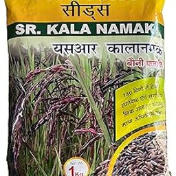 SR Kala Namak Paddy Seed 1 kg (Small Size Plant) Bauni Prajati | Black Salt Paddy Seeds | Kala Namak Dhan Beej | Black Husk- बौनी प्रजाती (Matured in 140 Day Only)-image-104