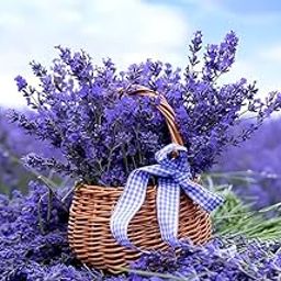 lavender flower seeds for home garden (10 seeds)-image-61