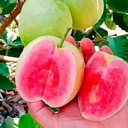 Cloud Farm ALLTIME JAPANESE SEEDLESS RED DIAMOND GUAVA AMRUD FRUIT GRAFTED Hybrid PLANT, CF_GN_54-image-18
