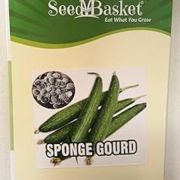 Seed basket Native Sponge Gourd(Nethi Beera/Turai) Vegetable Seeds For Home Gardening | 40 Seeds | Best in Germination | With Growing Instruction Manual-image-8