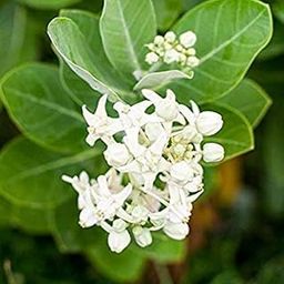 Bhajanlal Greenery Safed Aak/White Madar Calotropis Gigantea Herbal Flowering Live Plant with 5 Inch Pot Pack Of 1-image-6