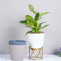 Nurturing Green® Set of 3 Self Watering Plant Pots for Home Decor (5.5 Inch Wide * 5 Inch High) | Low Maintenance Indoor Plant Pots (Plant & Metal Stand Not Included)-image-4