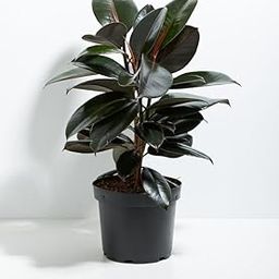 Rubber Live Plant Indoors, outdoor for Living Room, Table Corner, Balcony, Office/Home Decoration-image-54