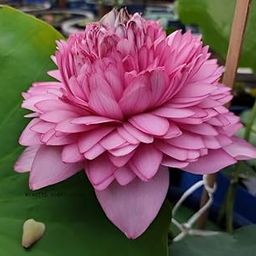 ALOCHUZ Lotus live plant Tropical varities All Season Blomming Plants Tuber (Ultimate 1000 Petals) INDOOR & OUTDOOR-image-10