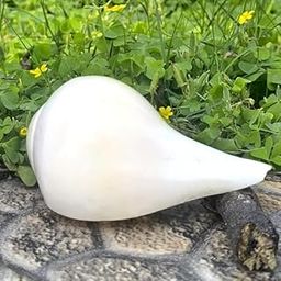 HICKORY Vamavarti Shankh Original Natural Blowing Conch Shell | Loud & Clear Sound Bajnewala Shankh for Puja, Worship, Temple, Home & Office Decoration | 5 Inch White Conch for Religious Rituals-picture-30