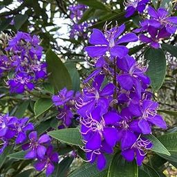 Begum bahar/Tibouchina semidecandra Plant for Plant Pack of 1-image-75