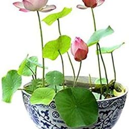 Afflorance Flower Seeds : Rare Mix Lotus, 15 Colors Waterlilly Flower Kamal Nelumbo Nucifera Seeds For Terrace Garden 15 Seeds- Garden Flower Seeds Pack-image-90