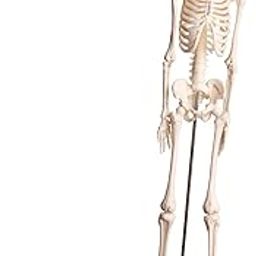 17 Inches Tall Mini Human Skeleton Model - | Small Size | For Kids & School Level Education Only-picture-28