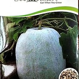 Seed Basket Desi/Native/Non-GMO Ash Gourd Seeds for Home and Kitchen and Vegetable Gardening | 50 Seeds | Best in Germination | Free Growing Instruction Manual-10