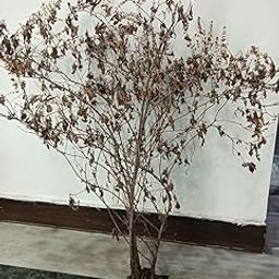 Dried Tulsi Plant, Sukhi hui Tulsi ki lakadi 50 Grams for Pooja Purpose-image-90