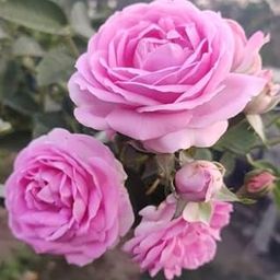Oyeboy Rare English Varieties pink Climbing Rose Live Flower Plant with Pot Vertical Vining Trellis Everblooming Support Structures Climbers for Home and Gardening Pack of 1 pink With Black Pot-image-21