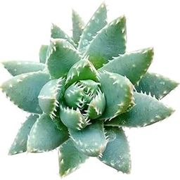 PLANTSGURU Aloe Brevifolia Succulent Live Plant with Pot-image-98