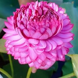 ALOCHUZ ULTIMATED PINK Lotus Live Plant (TUBER/Root) Orginal Variety Guarante Blooming BIG Hybrid Water Lotus For OutDoor & Indoor//PACK OF 1-image-94