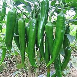 SRI SAI FORESTRY Organic Green Chilli Seeds (Spicy mirchi sambar mirchi milagai mirapakaya HasiMenasu mirsang) vegetable seeds Pack of 50 for Home Garden-image-24